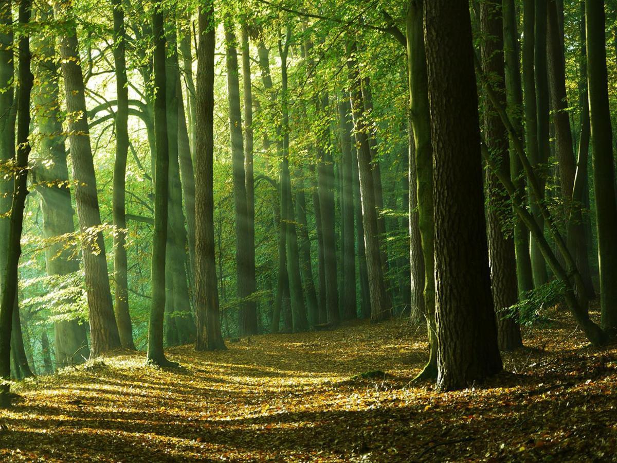 Waldschenke Stendenitz Uebernachten Im Wald Am See نيوروبين المظهر الخارجي الصورة